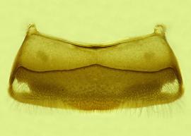  Fig 8,  Anthidium mormonum  male, ventral view of fourth sternum (S4), photo from Gonzalez and Griswold 2013 
